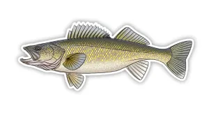 Casey Underwood Walleye Decal
