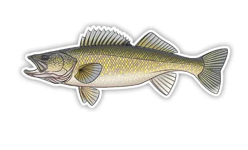 Casey Underwood Walleye Decal